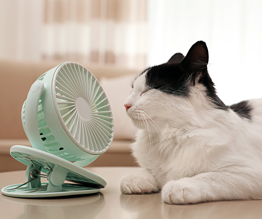 Keeping cats cool in summer - White & black-haired cat keeps cool lying in front of a small fan.