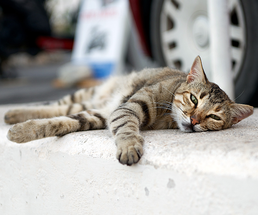Keeping cats cool in summer - Exhausted brown tabby cat lies outside on concrete.