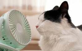 Keeping cats cool in summer - White & black-haired cat keeps cool lying in front of a small fan.