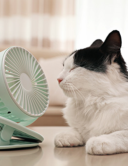 Keeping cats cool in summer - White & black-haired cat keeps cool lying in front of a small fan.