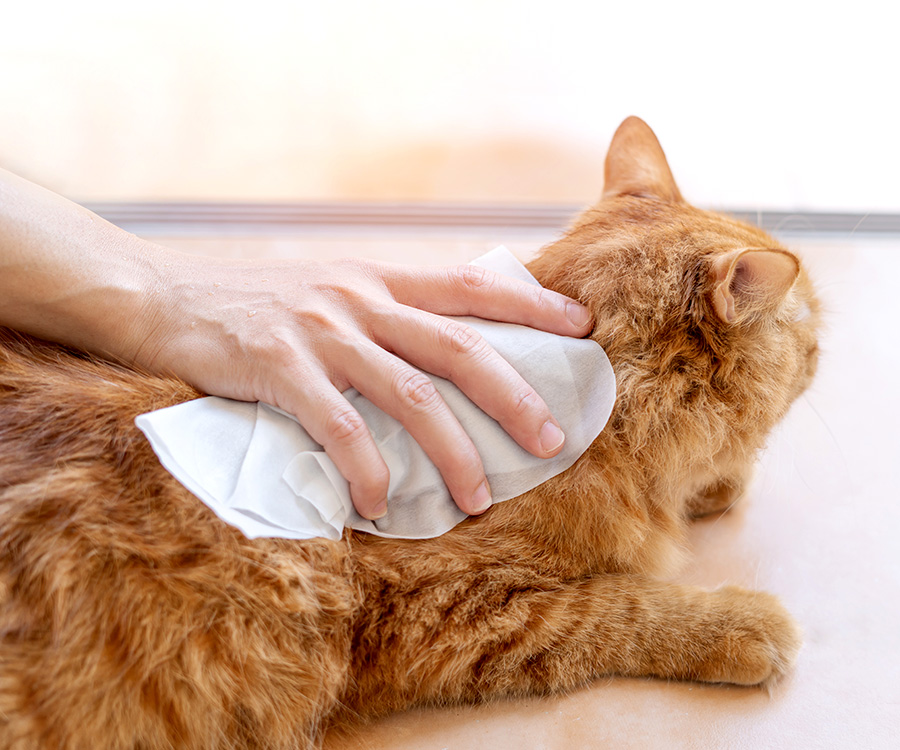Keeping cats cool in summer - Woman's hand using a wet cloth to wipe the back of a ginger cat's fur.