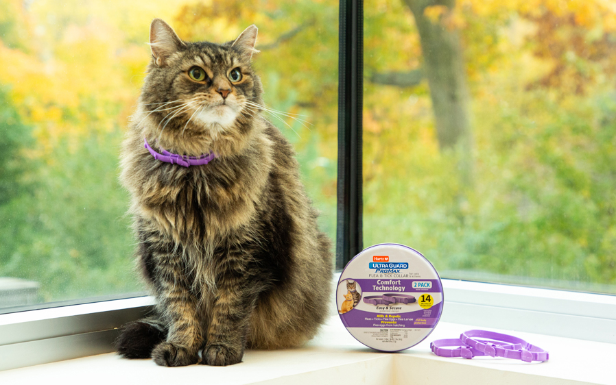Promax Flea & tick collars for cats are a convenient and mess-free form of flea & tick protection.