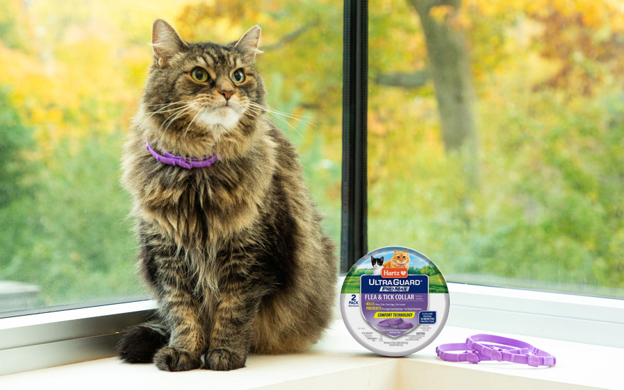 Promax Flea & tick collars for cats are a convenient and mess-free form of flea & tick protection.