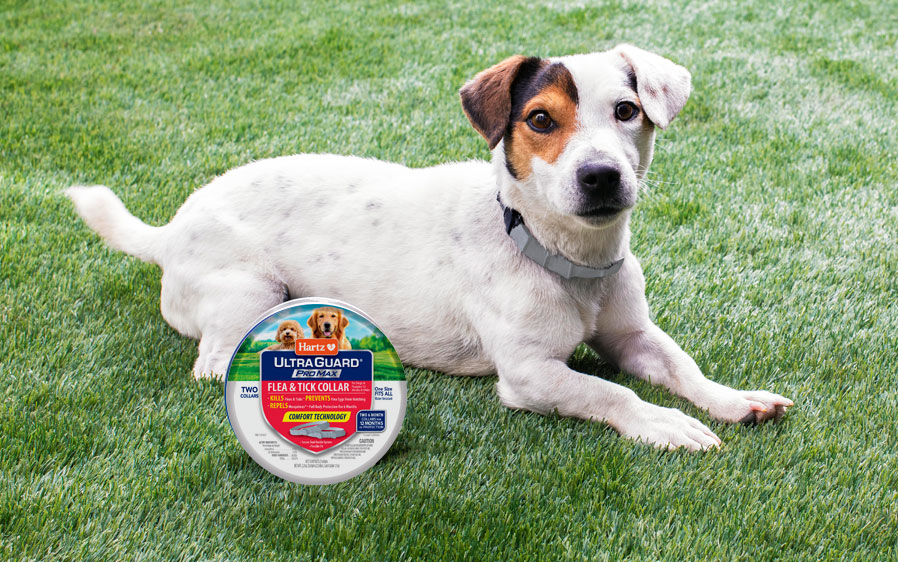 Flea & tick collars are a convenient and mess-free form of flea & tick protection.