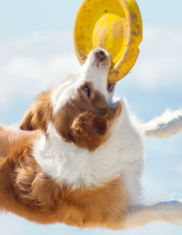 A frisbee makes one of the best toys for a dog at the beach