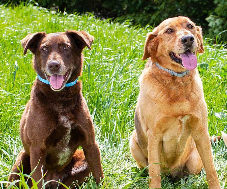 Summer safety tips for dogs - Brown haired dog and tan haired dog both wearing Hartz Flea & Tick collars sitting side by side on grass outdoors. 
