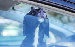 Summer safety tips for dogs - Dog in hot car with window partially open