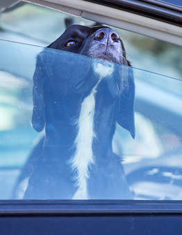 Summer safety tips for dogs - Dog in hot car with window partially open