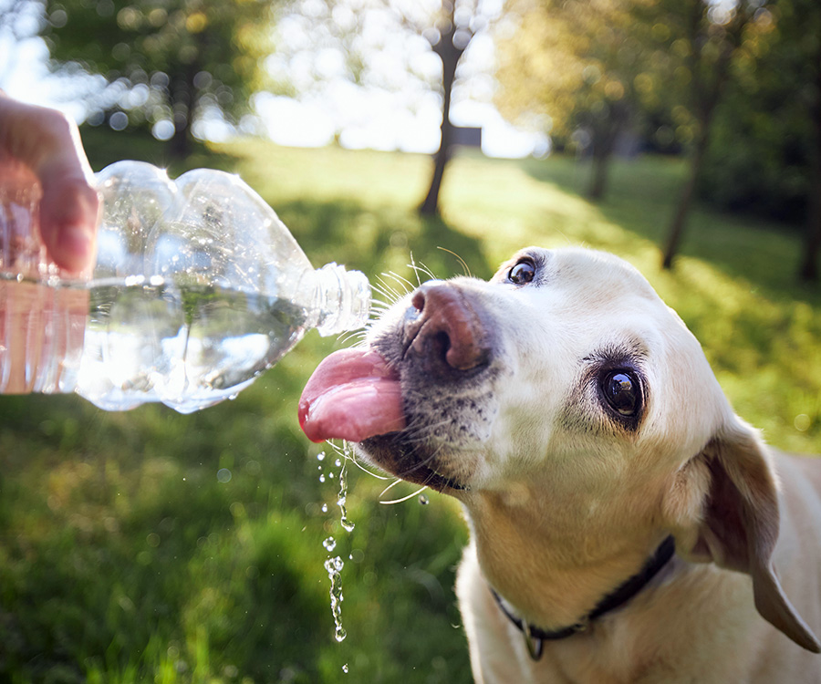 Summer safety tips for dogs - Dog drinking water from plastic bottle.