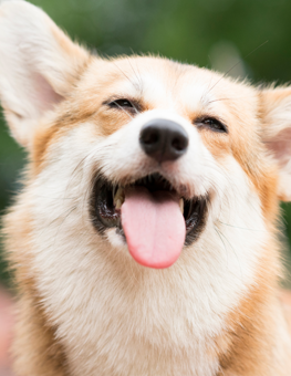 Tips for keeping dogs safe from the sun - Closeup of smiling dog with his tongue out.