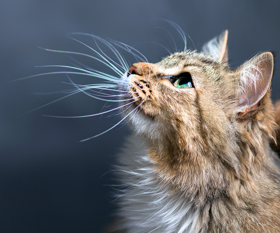 Why Do Cats Have Whiskers - White whiskers of an orange and white cat against a dark background as it looks up left
