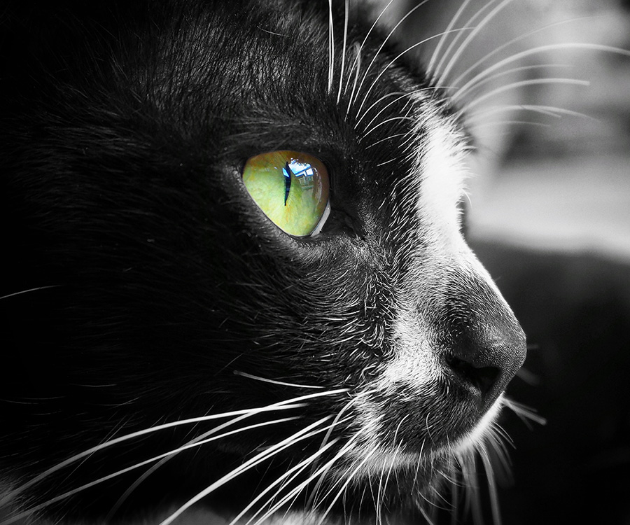 Why Do Cats Have Whiskers - Closeup of the white whiskers of a black and white cat as it looks right