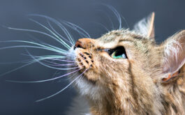 Why Do Cats Have Whiskers - White whiskers of an orange and white cat against a dark background as it looks up left