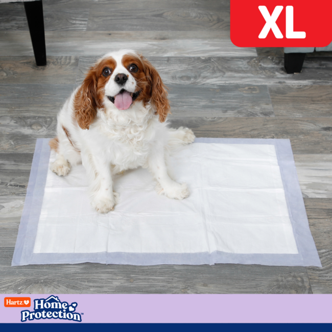 Hartz Home Protection XL dog pads.