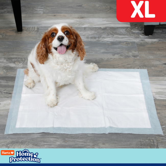 Hartz home protection XL dog pads.