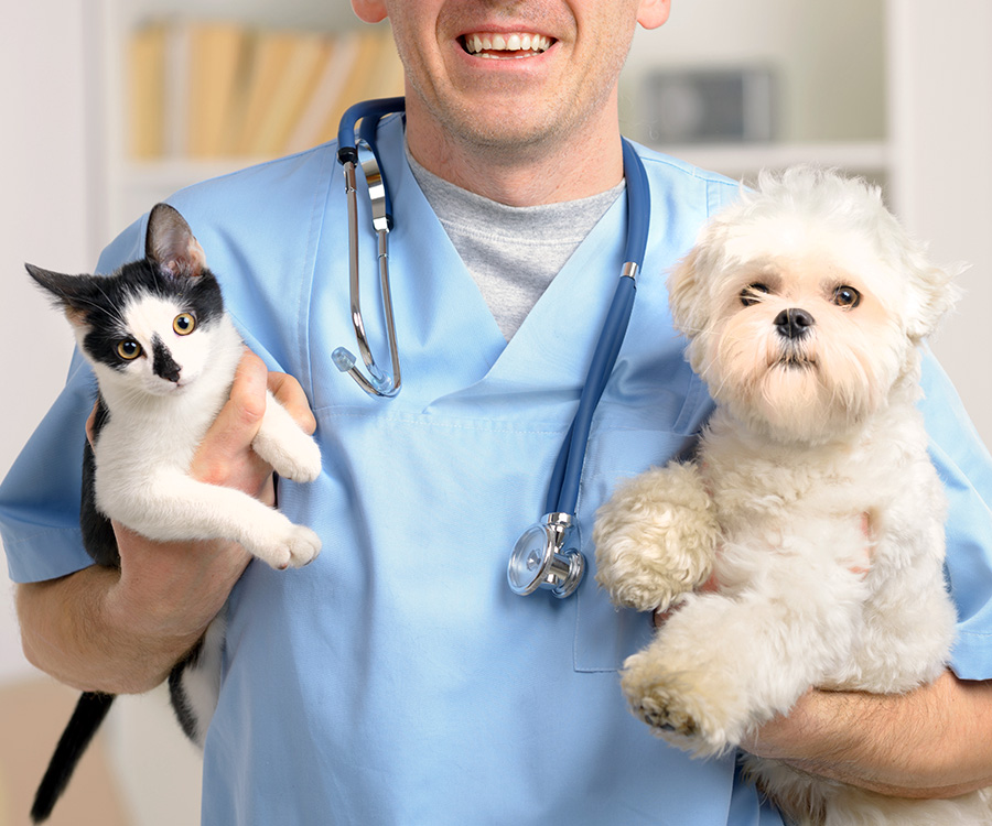 After Neuter - Happy vet holding cat and dog,