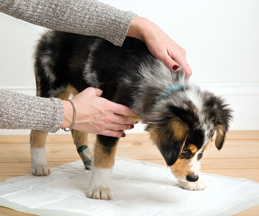 After Neuter - Puppy standing on dog pad, held by pet owner.