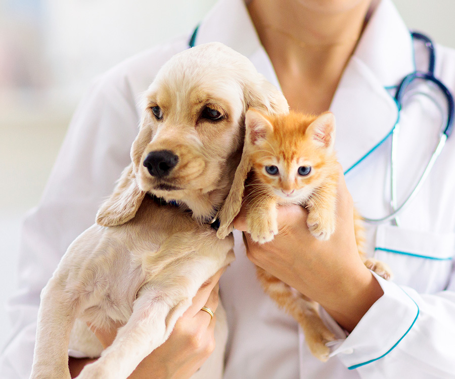 After Spay - Puppy and kitten held by veterinarian.