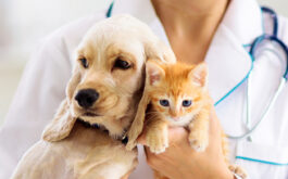 After Spay - Puppy and kitten held by veterinarian