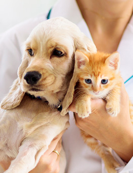 After Spay - Puppy and kitten held by veterinarian