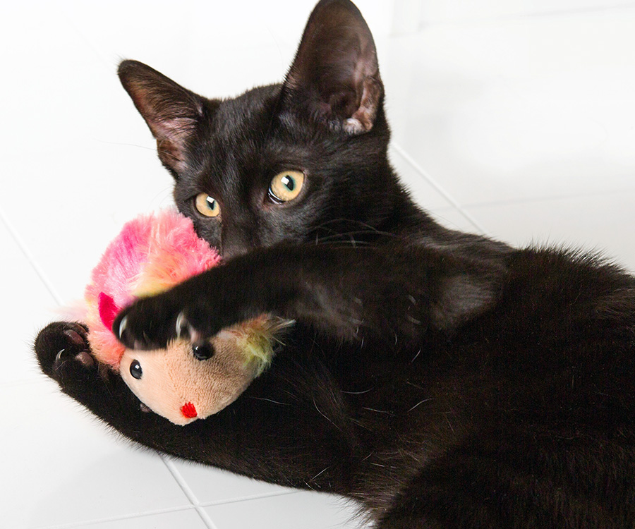 Best toy for cat - Black cat lying on the floor holds a pink toy mouse in its paws