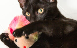 Best toy for cat - Black cat lying on the floor holds a pink toy mouse in its paws