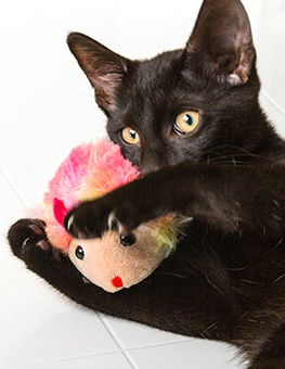 Best toy for cat - Black cat lying on the floor holds a pink toy mouse in its paws
