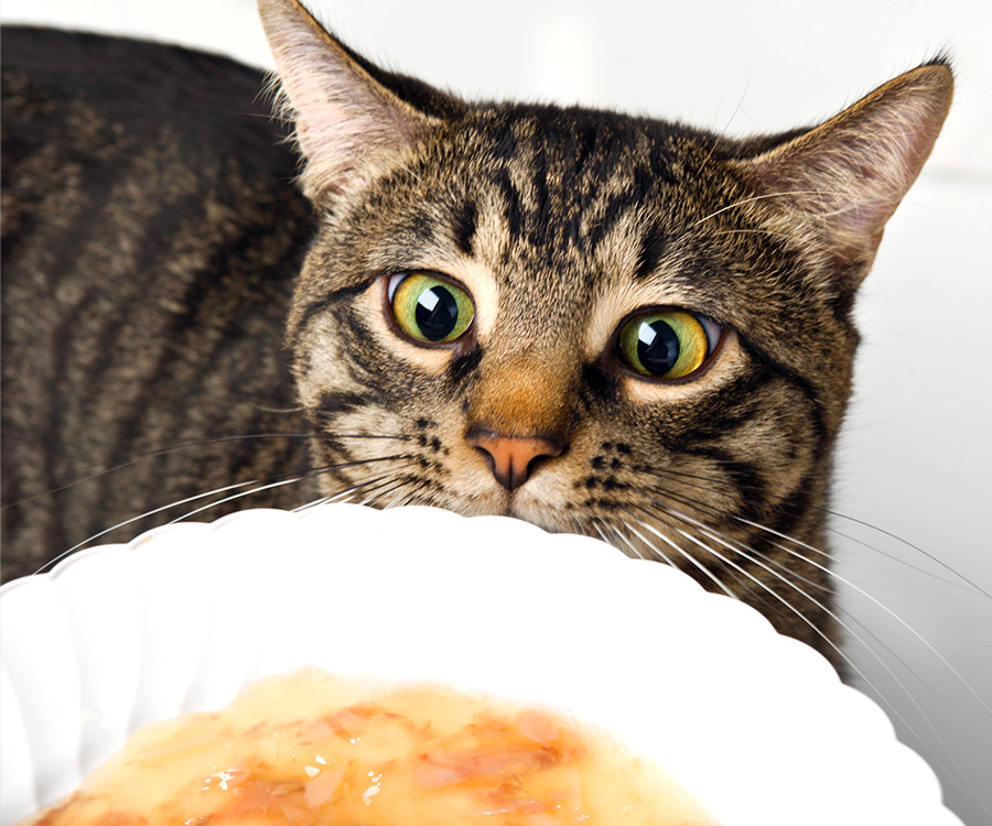 Cat food allergies - Adorable brown tabby cat eyeing a dish of Delectables stew.