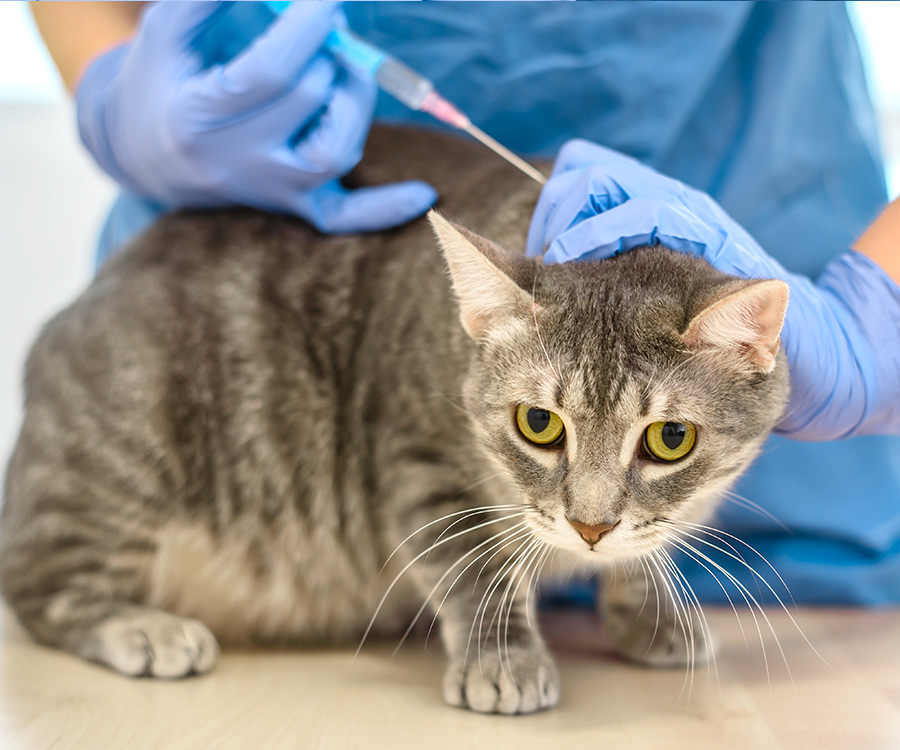 Cat food allergies - Blue latex medical gloved vet injects a gray tabby cat.