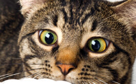 Cat food allergies - Adorable brown tabby cat eyeing a dish of Delectables stew.