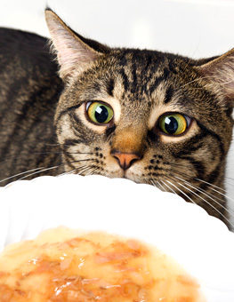 Cat food allergies - Adorable brown tabby cat eyeing a dish of Delectables stew.