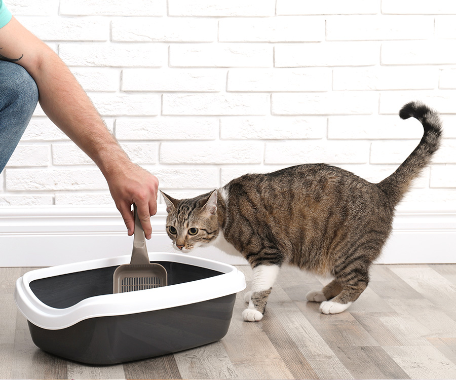 Cat with diarrhea - Cat watching human cleaning cat litter tray at home with scoop