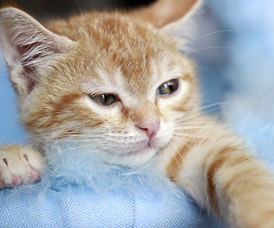 Cat with diarrhea - Ginger kitten lying on light blue cloth, looking ill