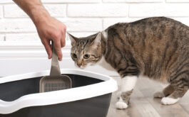 Cat with diarrhea - Cat watching human cleaning cat litter tray at home with scoop