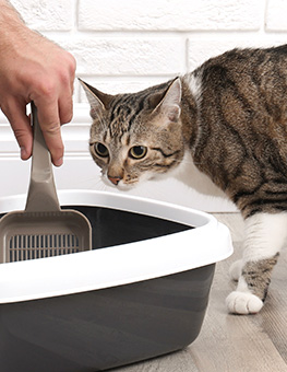 Cat with diarrhea - Cat watching human cleaning cat litter tray at home with scoop