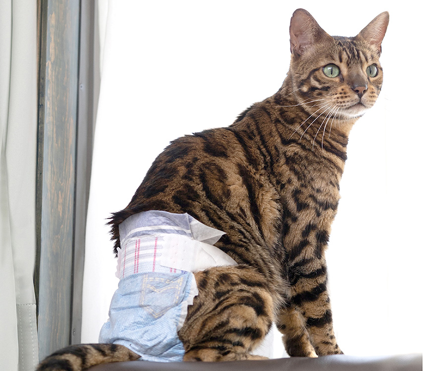 Cat with diarrhea - Bengal cat sits by window wearing a cat diaper