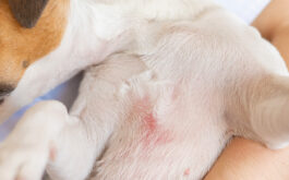 Your Dog's Skin & Coat - Veterinarian holding a Jack Russell Terrier Dog with dermatitis