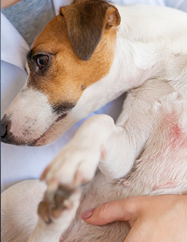 Your Dog's Skin & Coat - Veterinarian holding a Jack Russell Terrier Dog with dermatitis