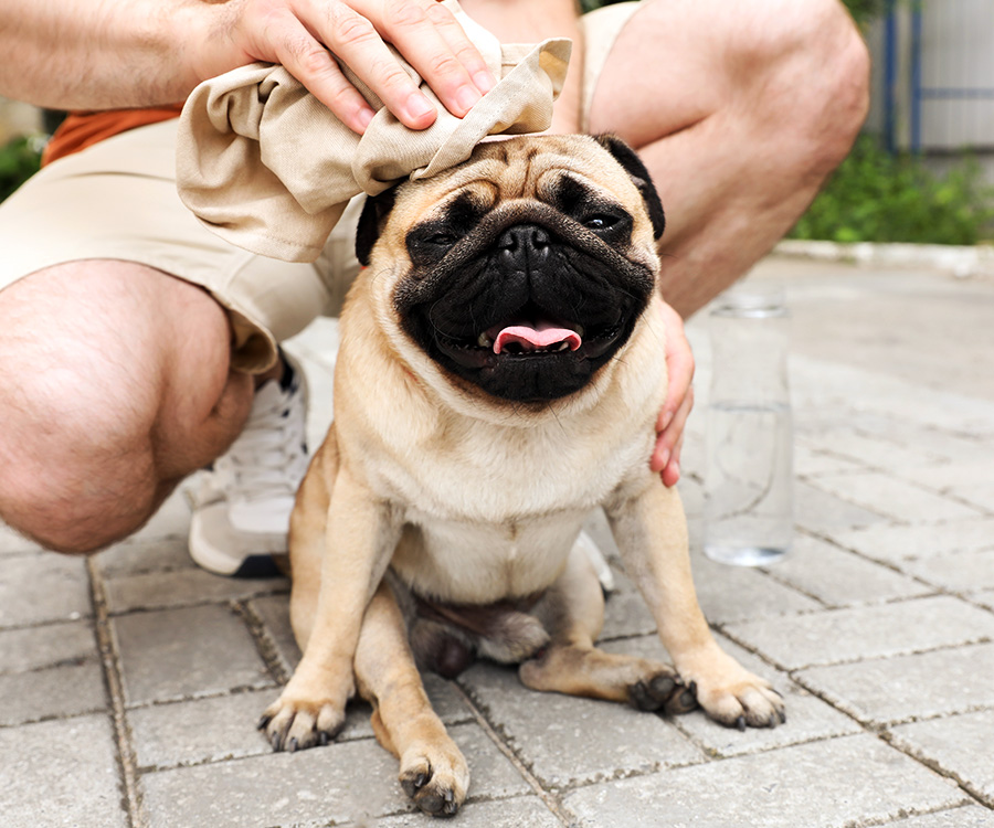 Heat stroke in cats and dogs - Male owner towels off his pug dog on street in hot day.