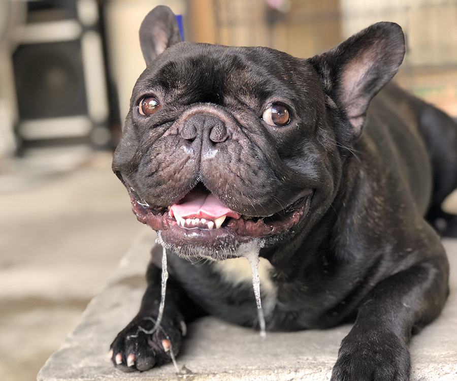 Heat stroke in cats and dogs - Closeup of French bulldog drooling