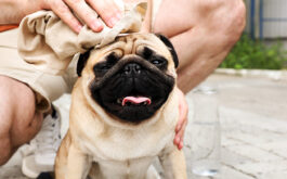 Heat stroke in cats and dogs - Male owner towels off his pug dog on street in hot day.