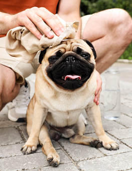 Heat stroke in cats and dogs - Male owner towels off his pug dog on street in hot day.