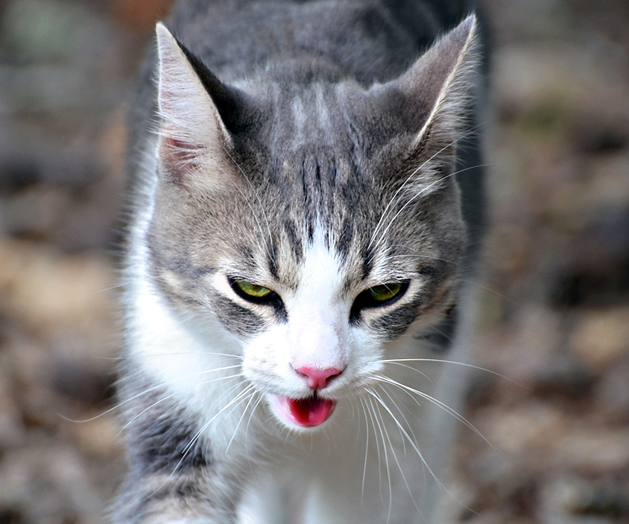 Heat stroke in cats and dogs - Cat outdoors walking and panting.