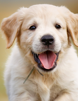 Neutering or spaying your puppy - Light-haired puppy with tongue showing in their open mouth.