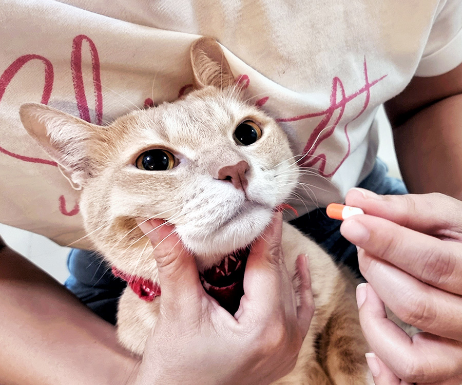 Cat Medication - Close up cat's face as owner gives a medication pill.