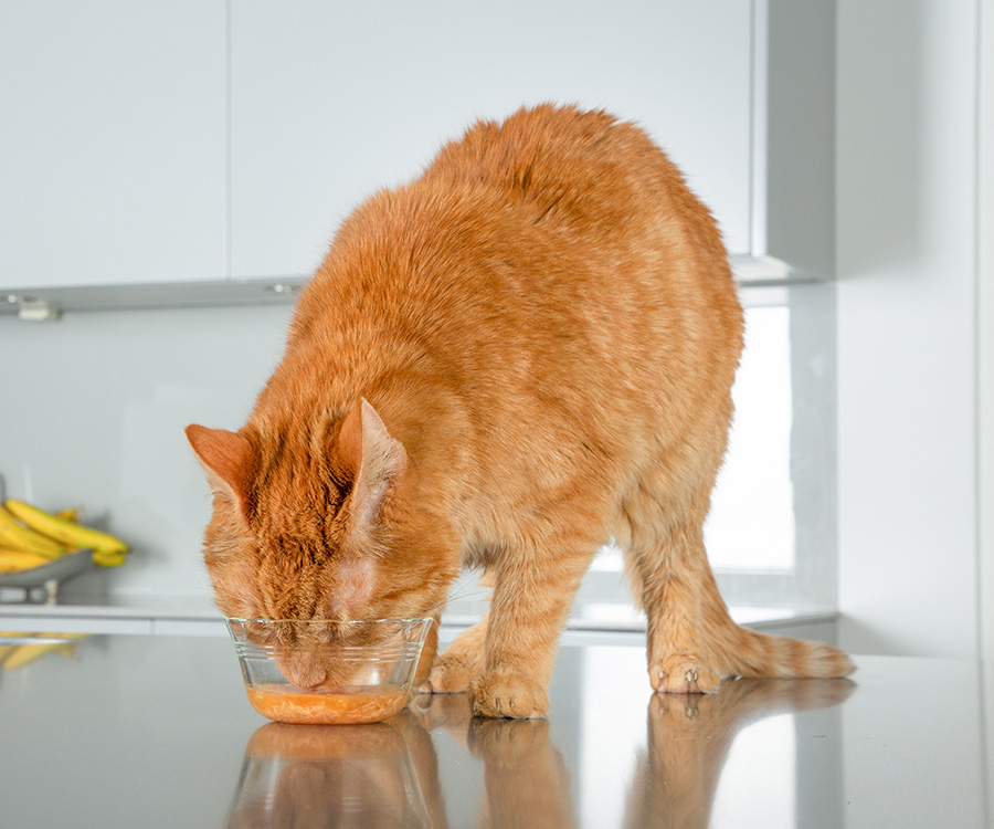 Cat Medication - Orange tabby cat eating Delectables wet cat treat from a bowl on top of kitchen counter.