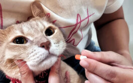 Cat Medication - Close up cat's face as owner gives a medication pill.