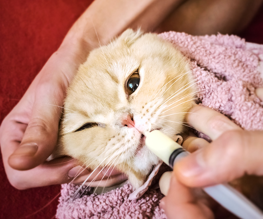 Cat Medication - A man's hand gives a medicine in a syringe to a Scottish cat wrapped in towel.