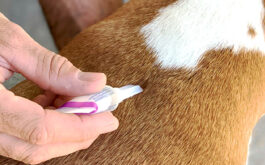 Dog flea tick treatment - Man's hand holds a tube of flea & tick drops and applies to back of dog's furry neck.