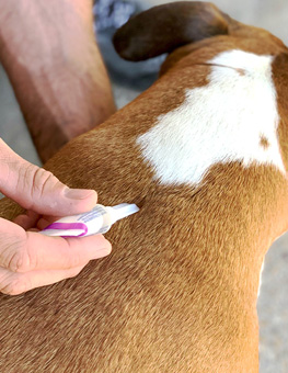 Dog flea tick treatment - Man's hand holds a tube of flea & tick drops and applies to back of dog's furry neck.
